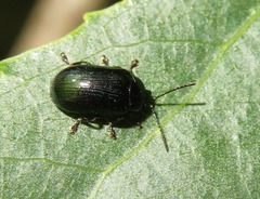 Phratora laticollis