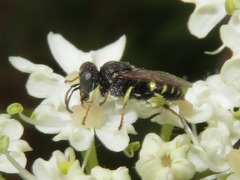 Oxybelus uniglumis