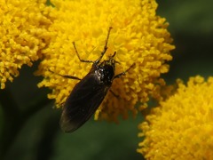 Dilophus febrilis