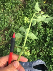 Solanum physalifolium