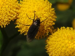 Dilophus febrilis