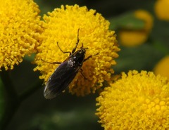Dilophus febrilis
