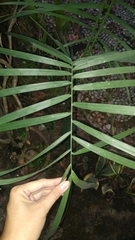 Arecaceae