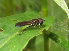 Pyrophaena rosarum