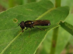Pyrophaena rosarum