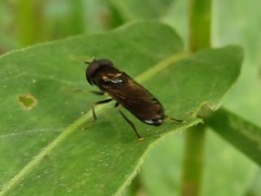 Pyrophaena rosarum