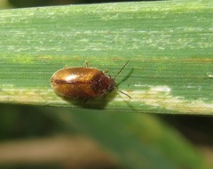 Contacyphon laevipennis