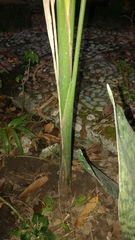 Arecaceae