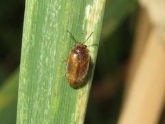 Contacyphon laevipennis