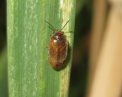 Contacyphon laevipennis