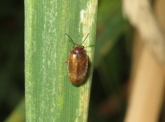 Contacyphon laevipennis