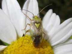 Lygus rugulipennis