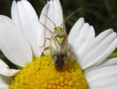 Lygus rugulipennis