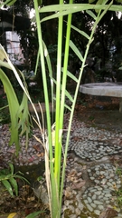 Arecaceae