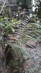 Arecaceae