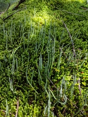 Cladonia amaurocraea