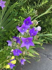 Platycodon