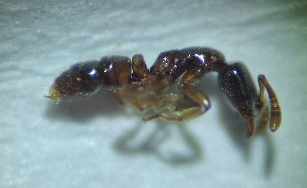 Roger's Crypt Ant from Kastrup, Danmark on March 23, 2025 at 10:35 PM ...
