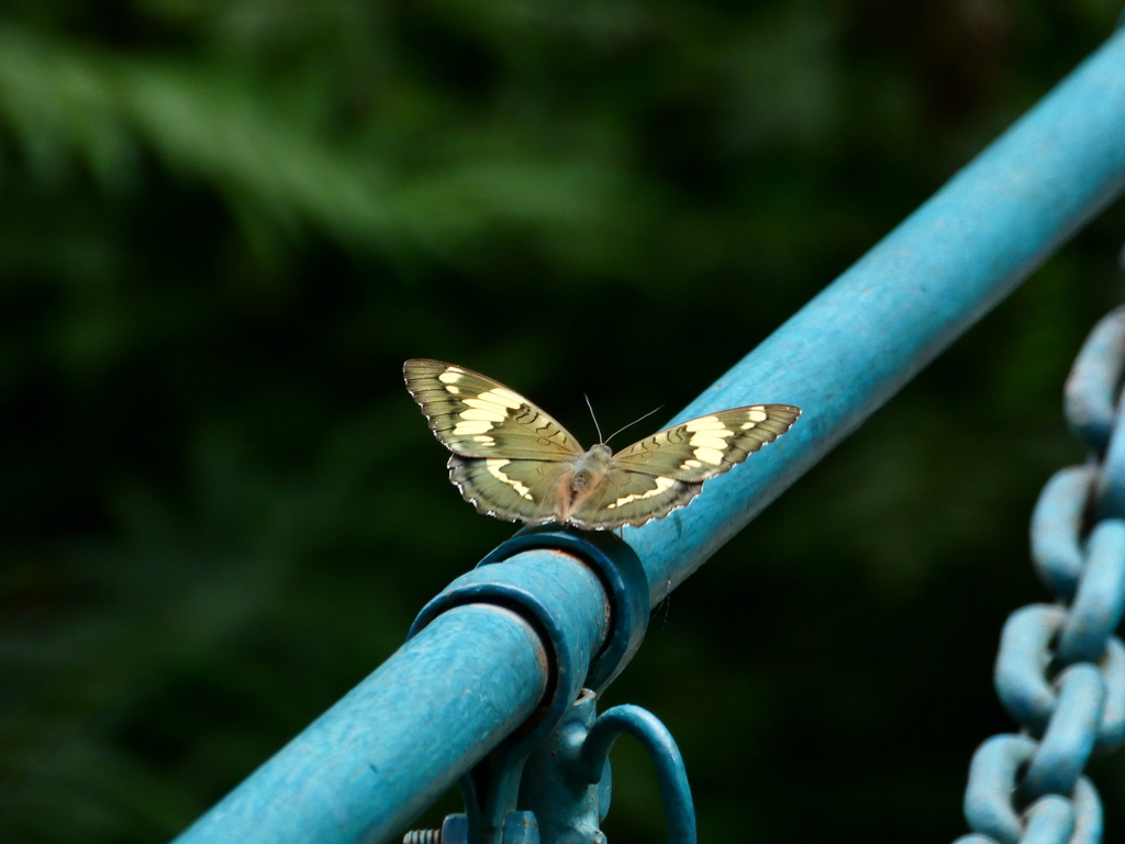 Euthalia confucius