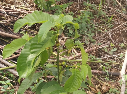 Iroko