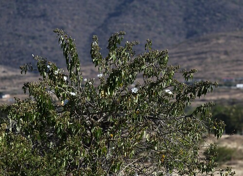 Image of Ipomoea pauciflora by (c) nmoorhatch, some rights reserved (CC BY)