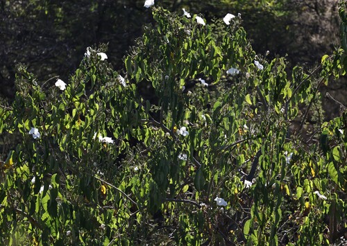 Image of Ipomoea pauciflora by (c) nmoorhatch, some rights reserved (CC BY)