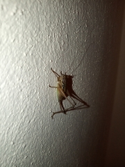 Pachytrachis gracilis