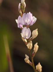 Astragalus sulcatus
