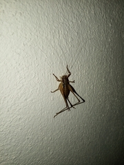 Pachytrachis gracilis