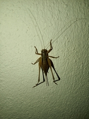 Pachytrachis gracilis