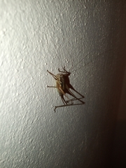 Pachytrachis gracilis