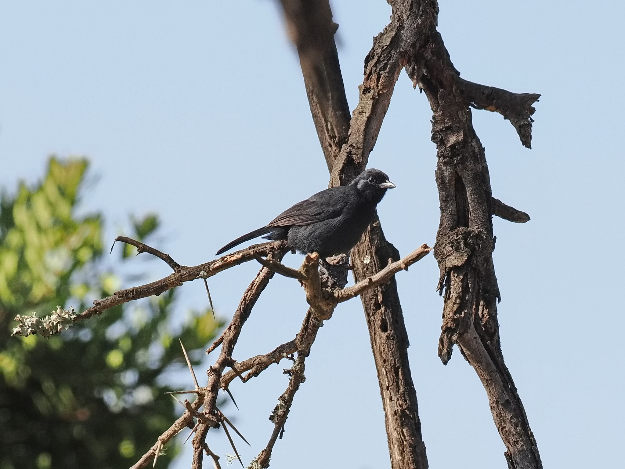 Slate-colored Boubou (Laniarius funebris), photo 6