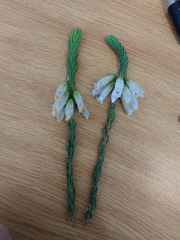 Erica viscaria pendula