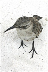 Mimus macdonaldi