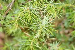 Juniperus oxycedrus oxycedrus