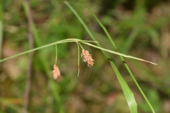 Carex flacca
