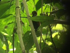 Blythipicus rubiginosus