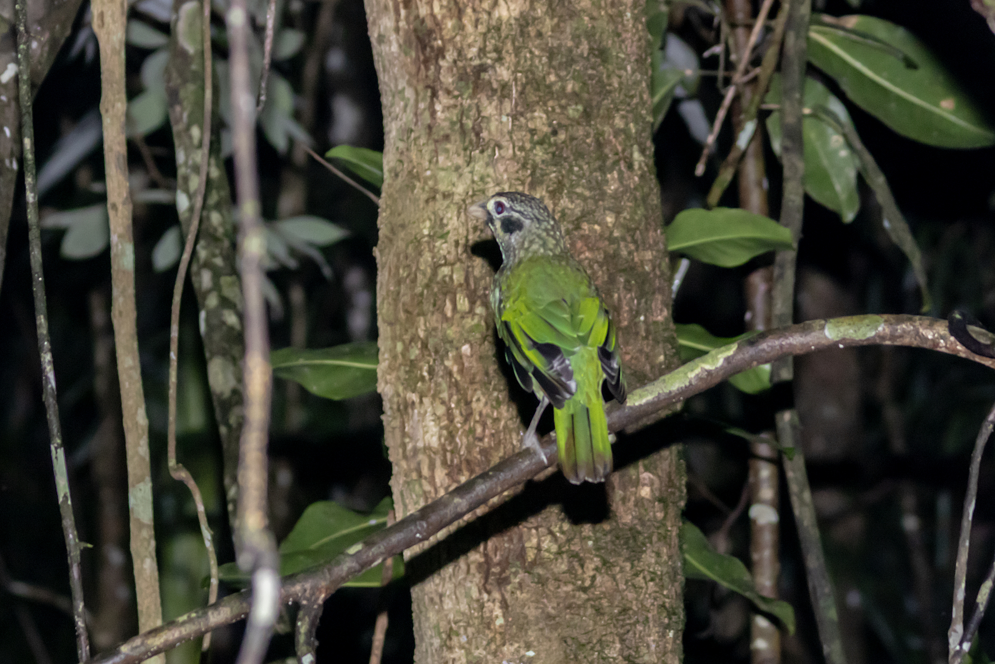 Spotted Catbird (Ailuroedus maculosus), photo 4