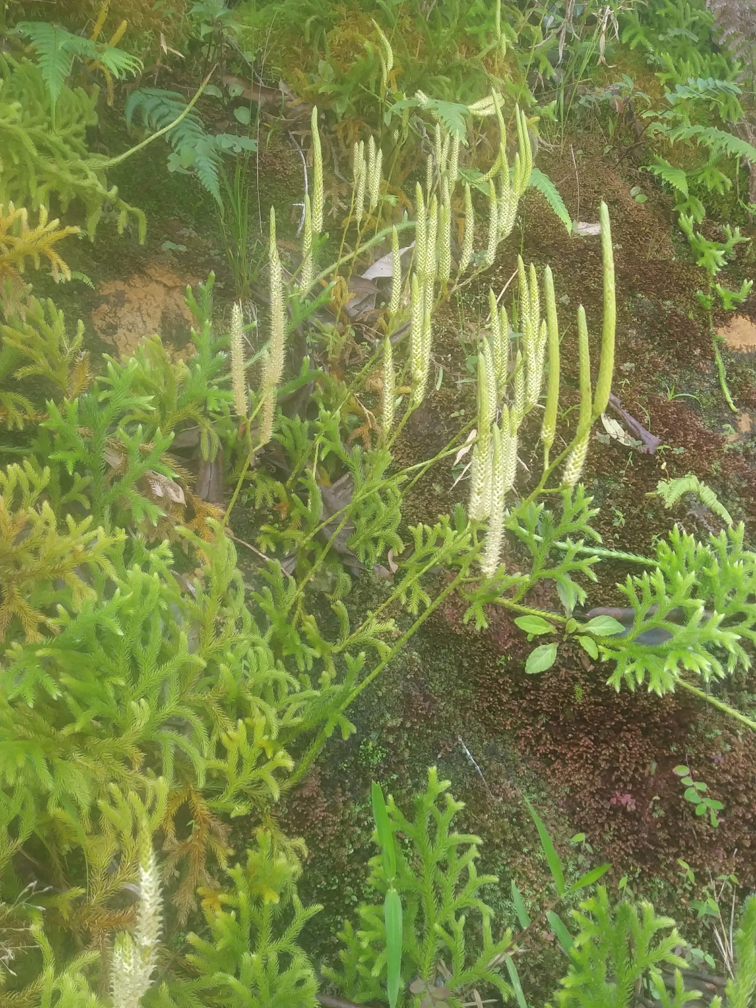 Lycopodium japonicum (Lycopodium japonicum)