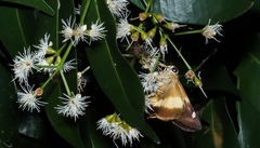 Hasora schoenherr chuza