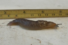 Limacus flavus