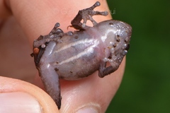 Diasporus hylaeformis
