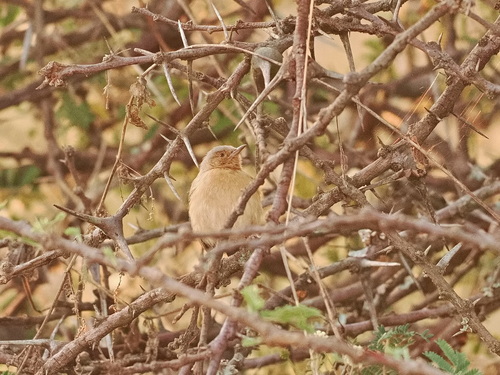 Red-faced Crombec (Sylvietta whytii), photo 6