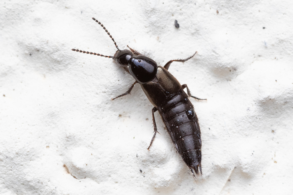Staph beetle