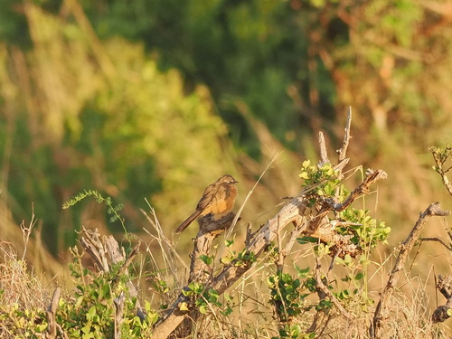 Rufous Chatterer (Argya rubiginosa), photo 2