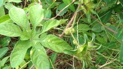 Ipomoea pes-tigridis