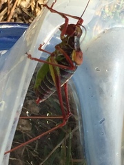 Barbitistes constrictus