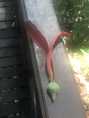 Dipterocarpaceae