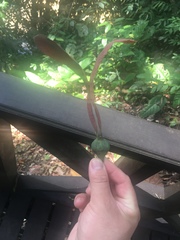 Dipterocarpaceae