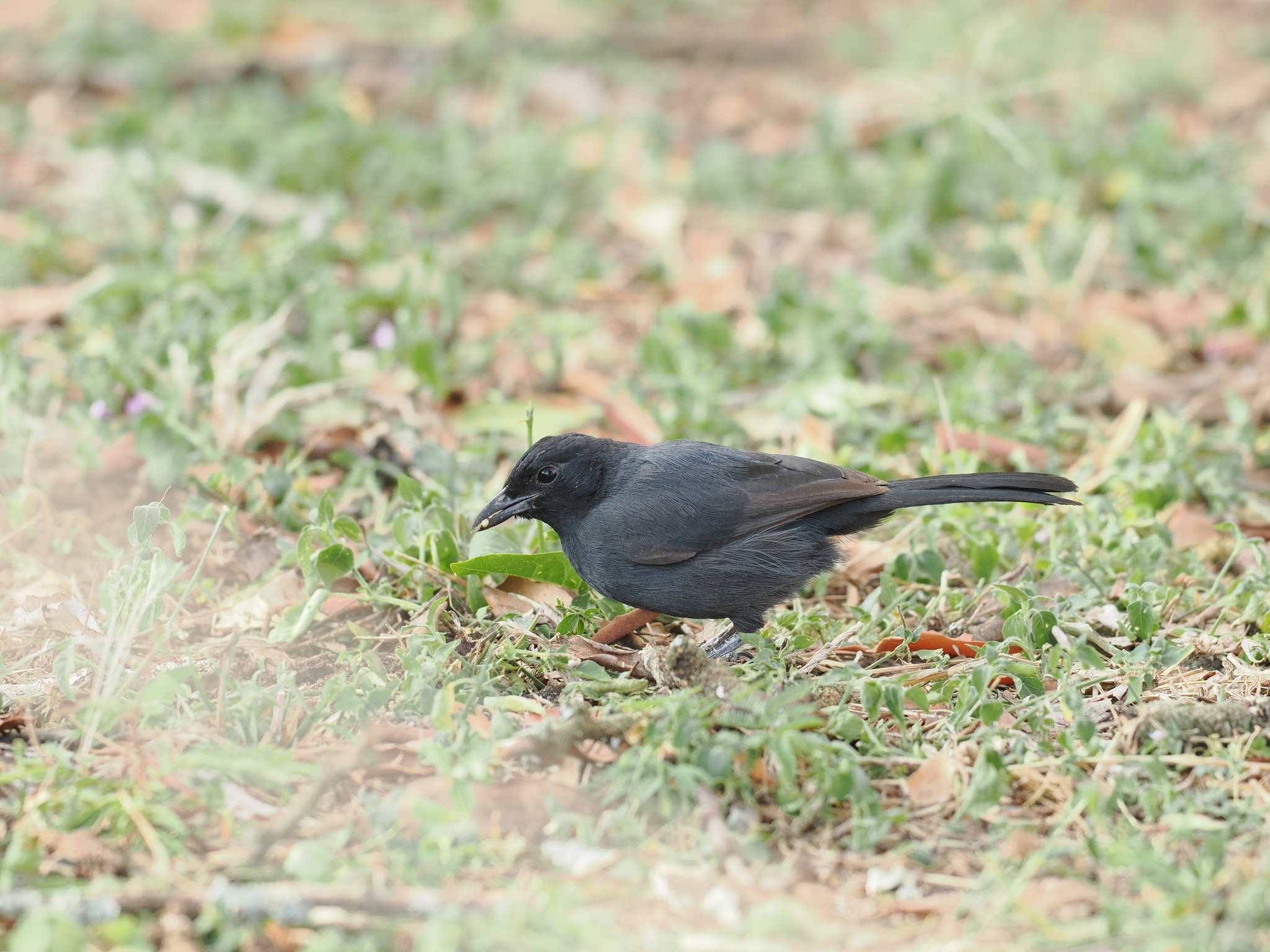 Slate-colored Boubou (Laniarius funebris), photo 4